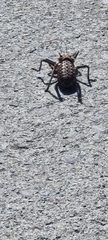 Hetrodes pupus