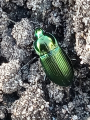 Poecilus cupreus