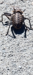 Hetrodes pupus