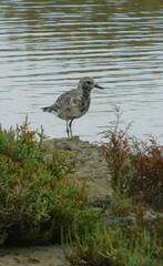 Pluvialis squatarola