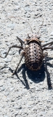 Hetrodes pupus