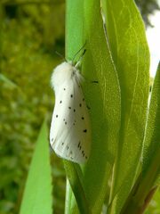 Spilosoma lubricipeda