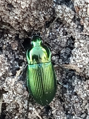 Poecilus cupreus