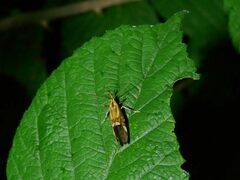 Alabonia staintoniella