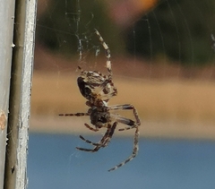 Larinioides sclopetarius