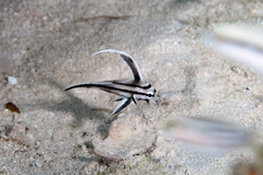 Pareques acuminatus
