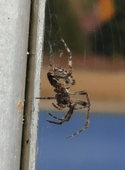 Larinioides sclopetarius