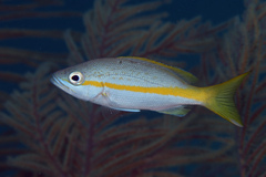 Ocyurus chrysurus