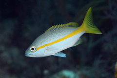 Ocyurus chrysurus