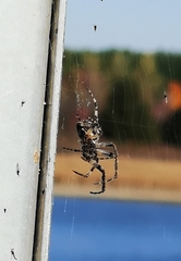 Larinioides sclopetarius