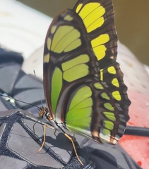 Philaethria dido