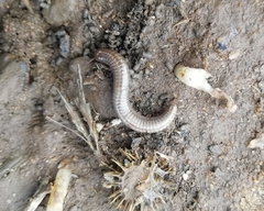 Ommatoiulus moreleti