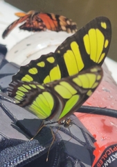 Philaethria dido