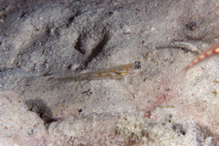 Coryphopterus eidolon