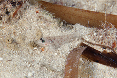 Coryphopterus dicrus