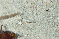 Gnatholepis thompsoni