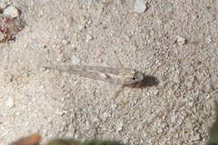 Coryphopterus dicrus