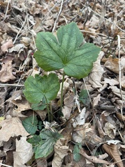 Ranunculus recurvatus