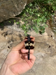 Chlorogomphus papilio