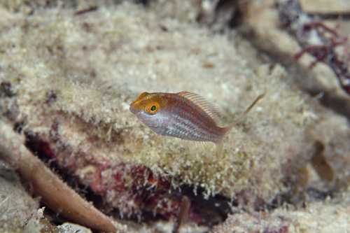Groenvlek-papegaaivis (Sparisoma atomarium) — Scaridae — 3