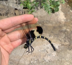 Chlorogomphus papilio