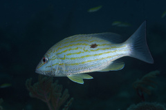 Lutjanus synagris