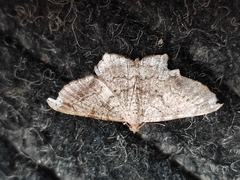 Digrammia ocellinata