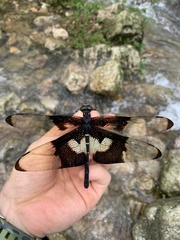 Chlorogomphus papilio