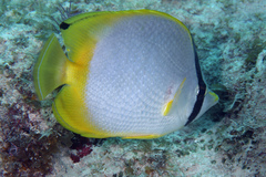 Chaetodon ocellatus