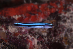 Elacatinus oceanops