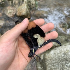 Chlorogomphus papilio