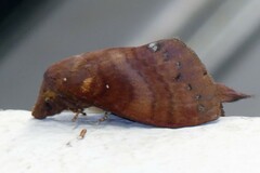 Kunugia latipennis