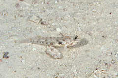Coryphopterus dicrus