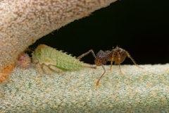 Pristomyrmex punctatus