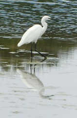 Egretta garzetta