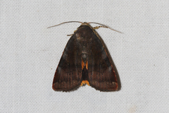 Noctua janthe