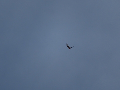Milvus milvus