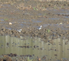 Motacilla alba yarrellii