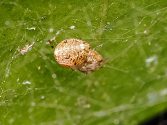 Parasteatoda tepidariorum