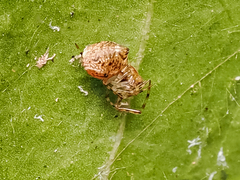 Parasteatoda tepidariorum