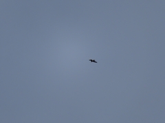 Milvus milvus