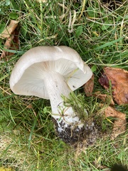Clitocybe nebularis
