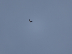 Milvus milvus