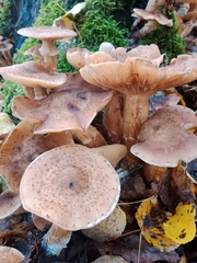 Armillaria ostoyae