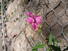 Antirrhinum majus
