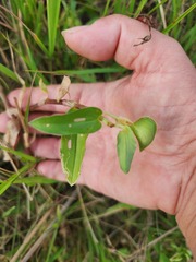 Commelina