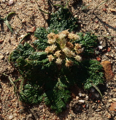 Arctopus monacanthus