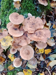 Armillaria ostoyae