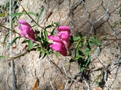 Antirrhinum majus
