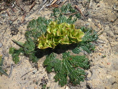 Arctopus monacanthus